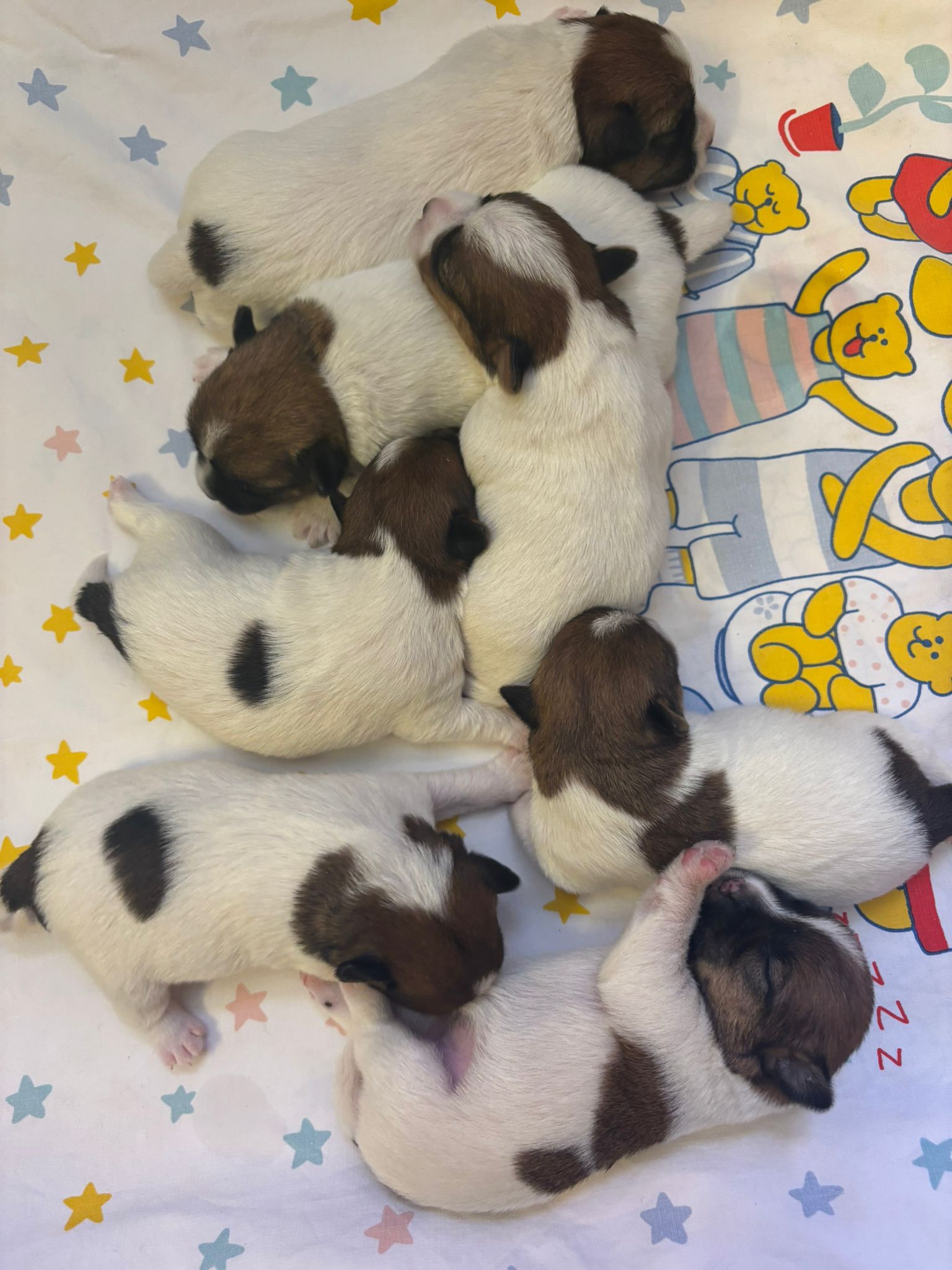 nest aankondiging van Mathilda & King, pup kopen jack russell terriër stamboom