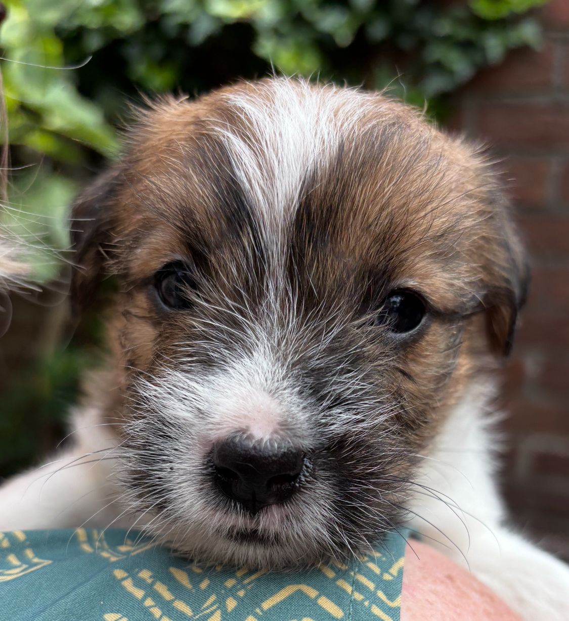 nest aankondiging van Mathilda & King, pup kopen jack russell terriër stamboom