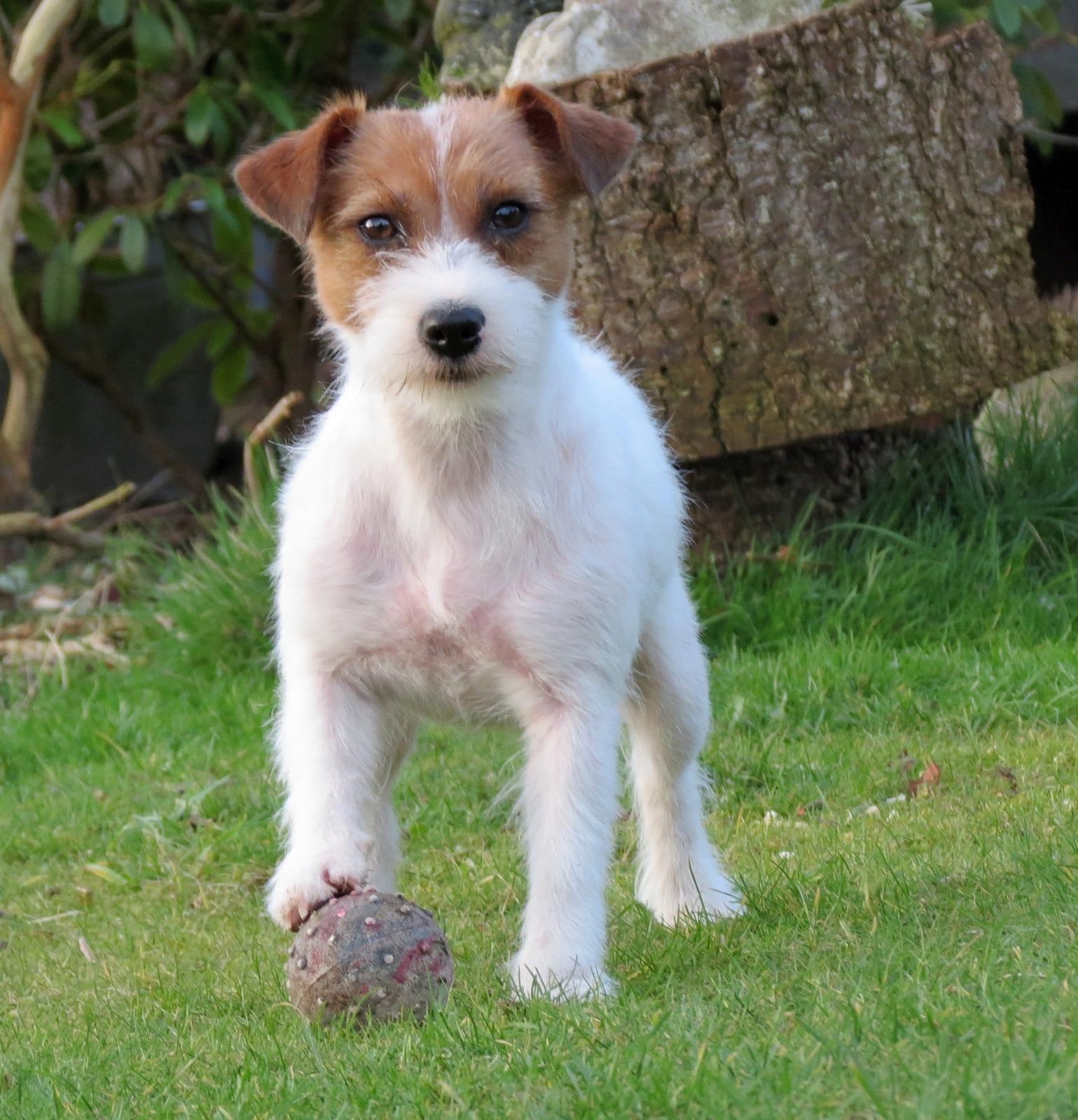 Jack Russells, teefje Emma leert pup de bijtgrens aan
