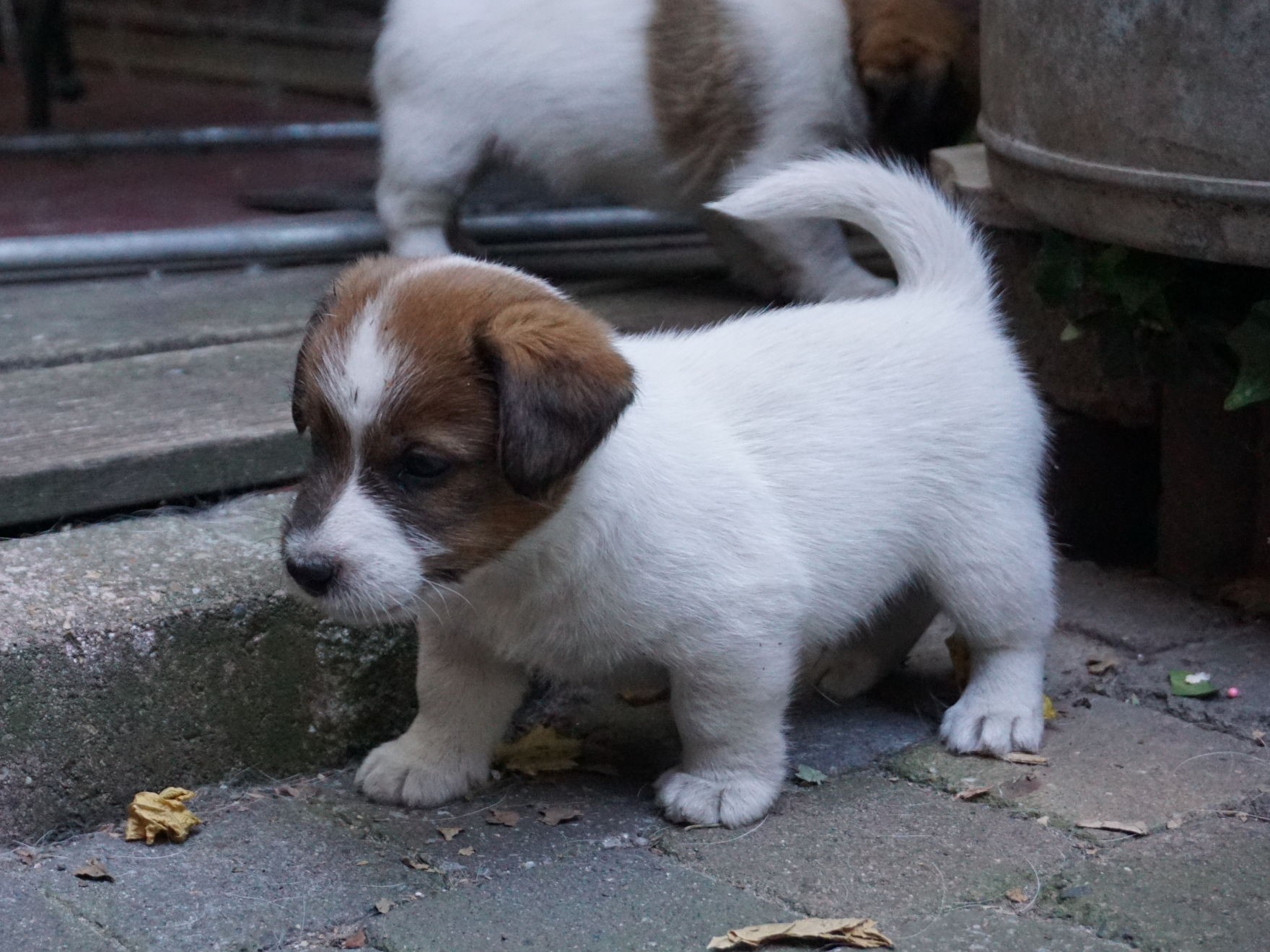 Lumberlake logo met drie Jack Russell Terriërs en tekst 'Lumberlake Jack Russell Terrier' op witte achtergrond