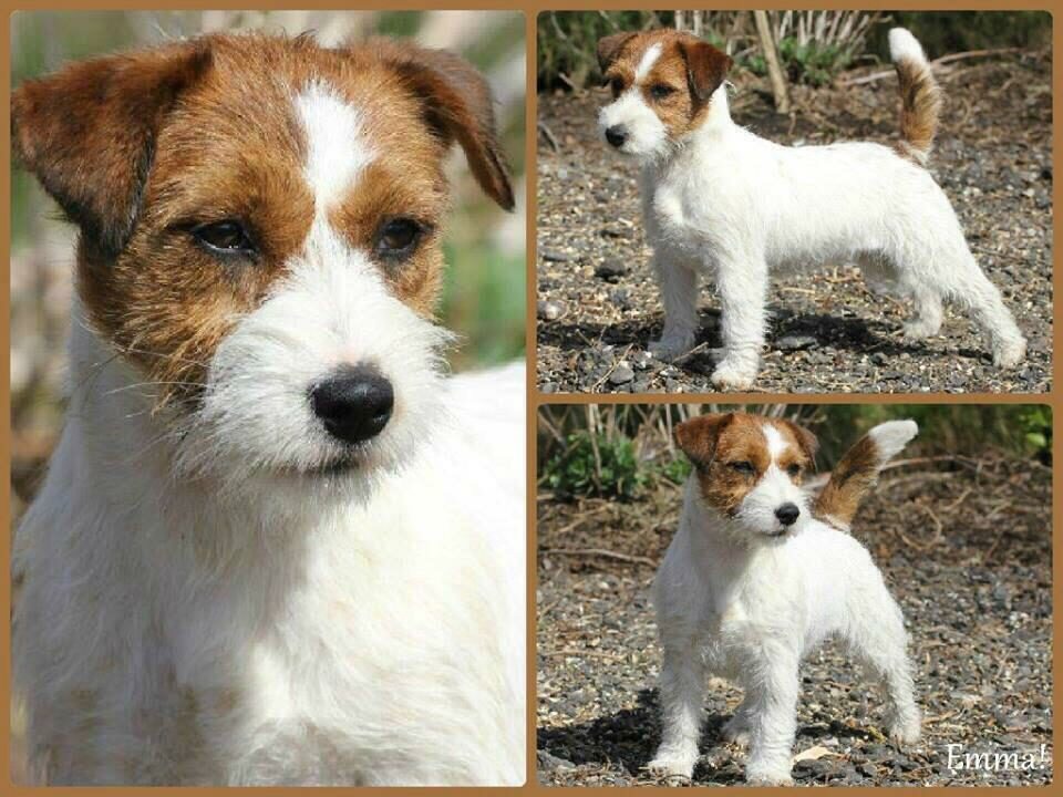 Lumberlake logo met drie Jack Russell Terriërs en tekst 'Lumberlake Jack Russell Terrier' op witte achtergrond