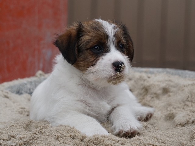 Jack Russells, teefje Emma leert pup de bijtgrens aan