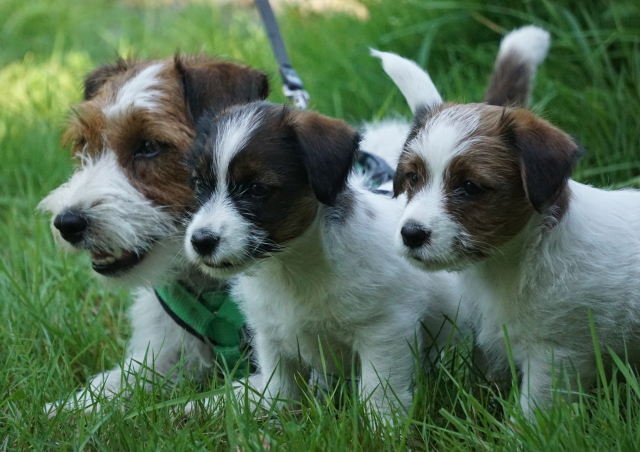 Jack Russells, teefje met puppen kijken naar hetzelfde punt