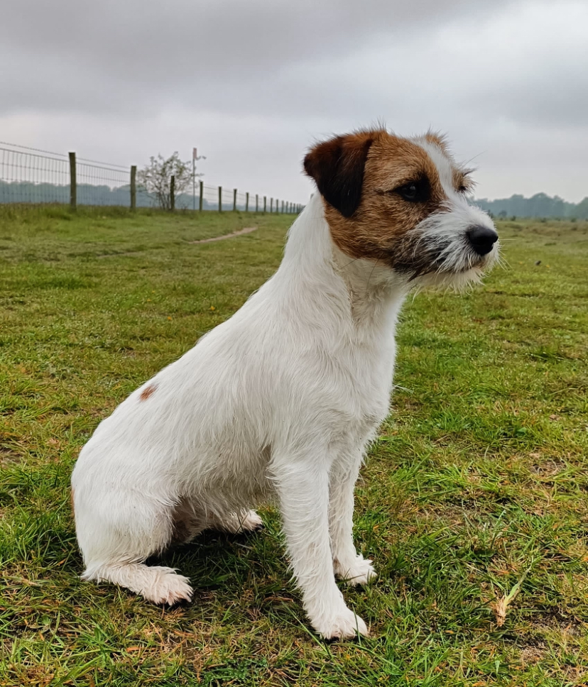 Sofie - Jack Russell teefje van Lumberlake kennel