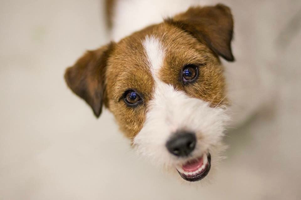 Jack Russell Terriër van Lumberlake kennel