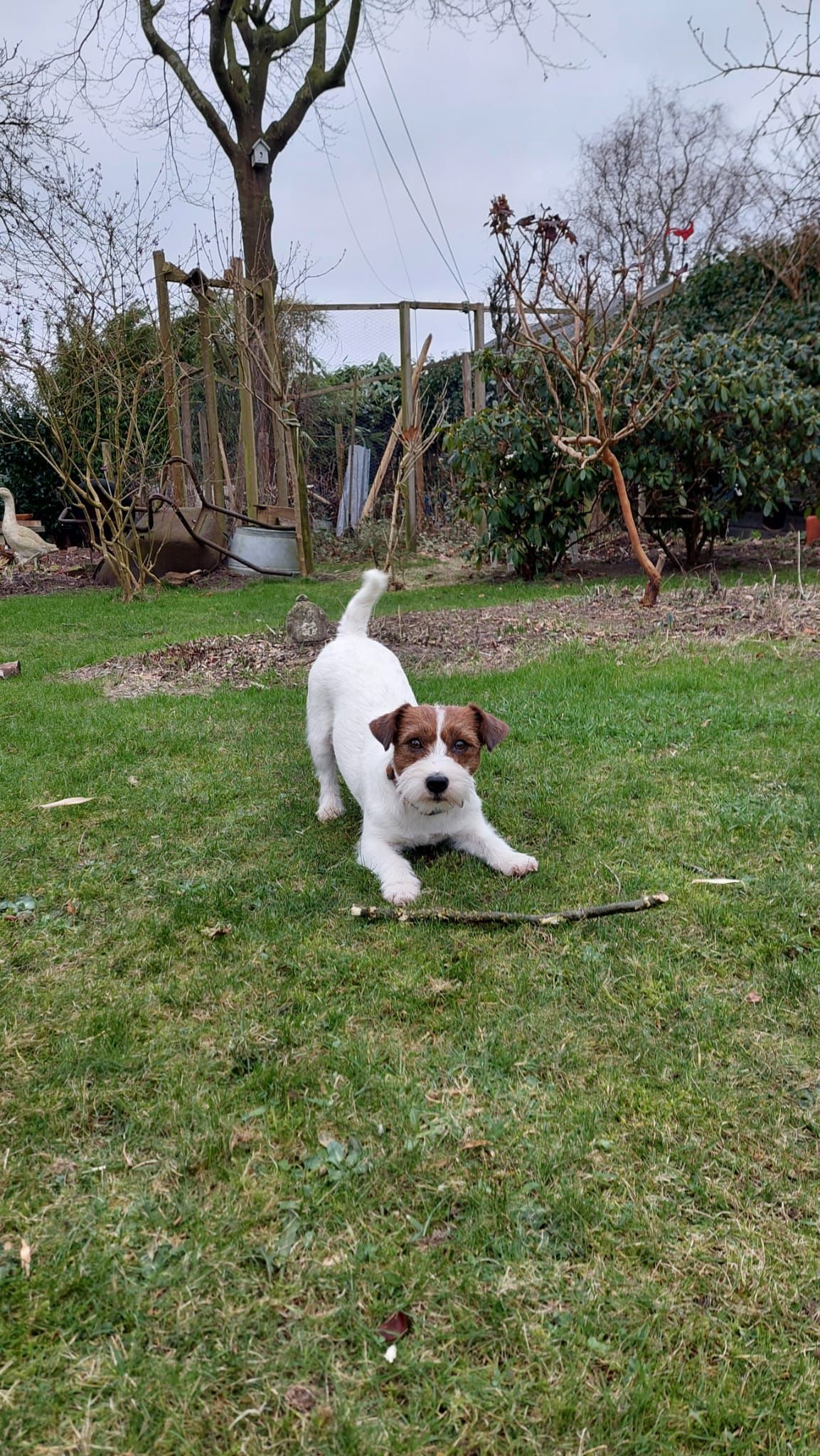 Jack Russell Terriër van Lumberlake kennel