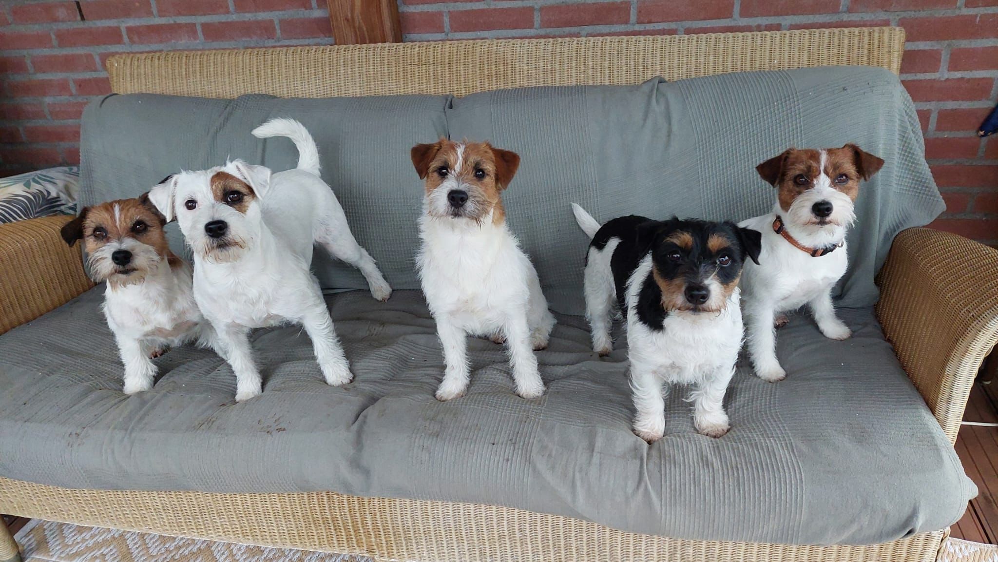 Jack Russell Terriër van Lumberlake kennel