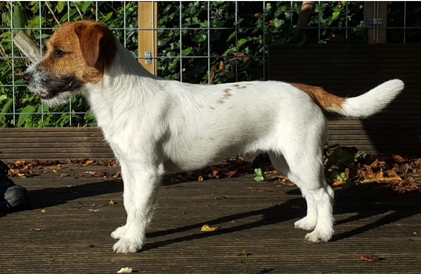 Jack Russell Terriër van Lumberlake kennel