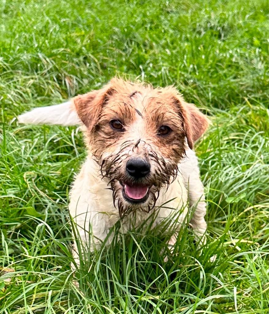 Jack Russell Terriër van Lumberlake kennel