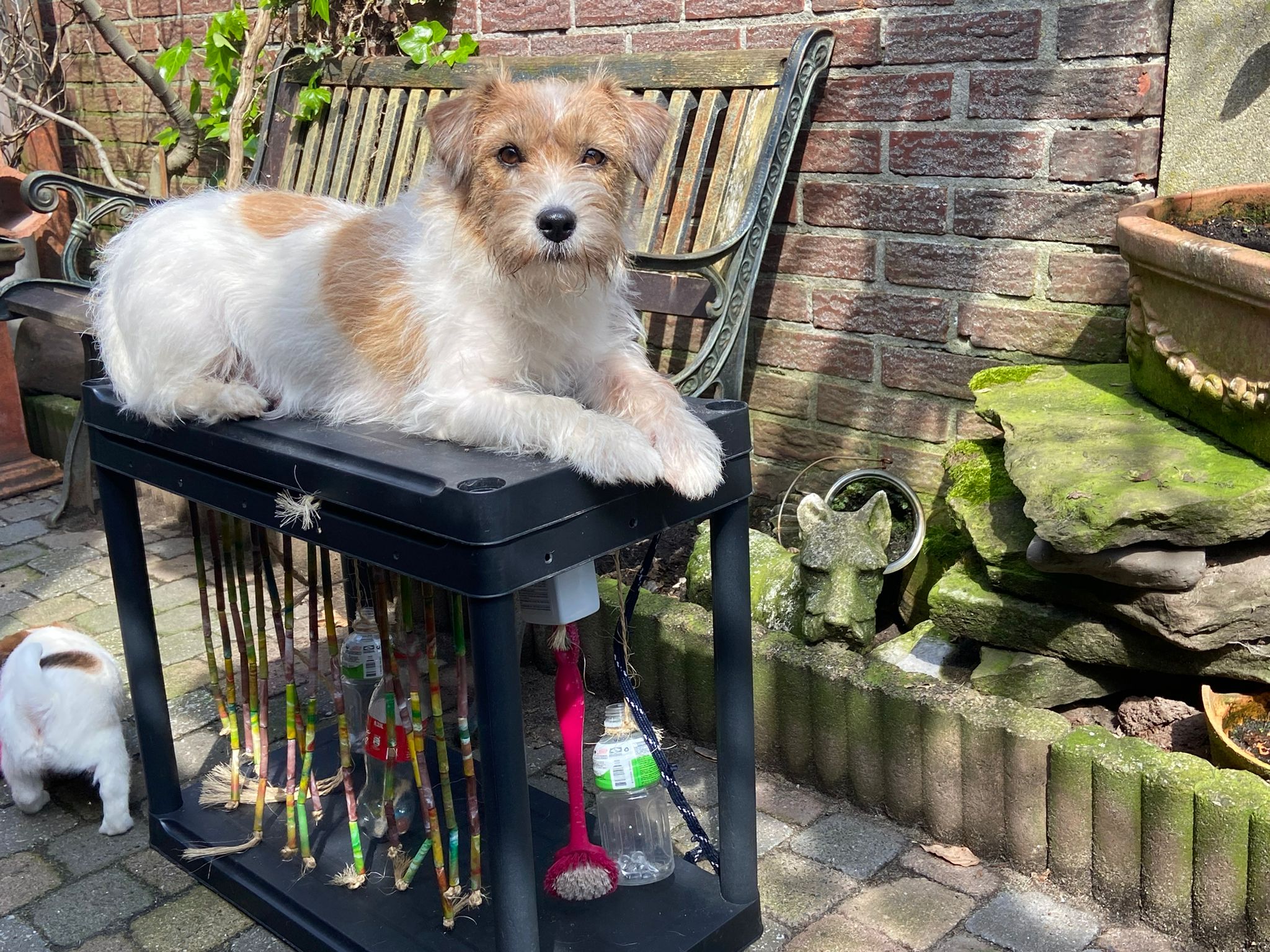 Jack Russell Terriër van Lumberlake kennel
