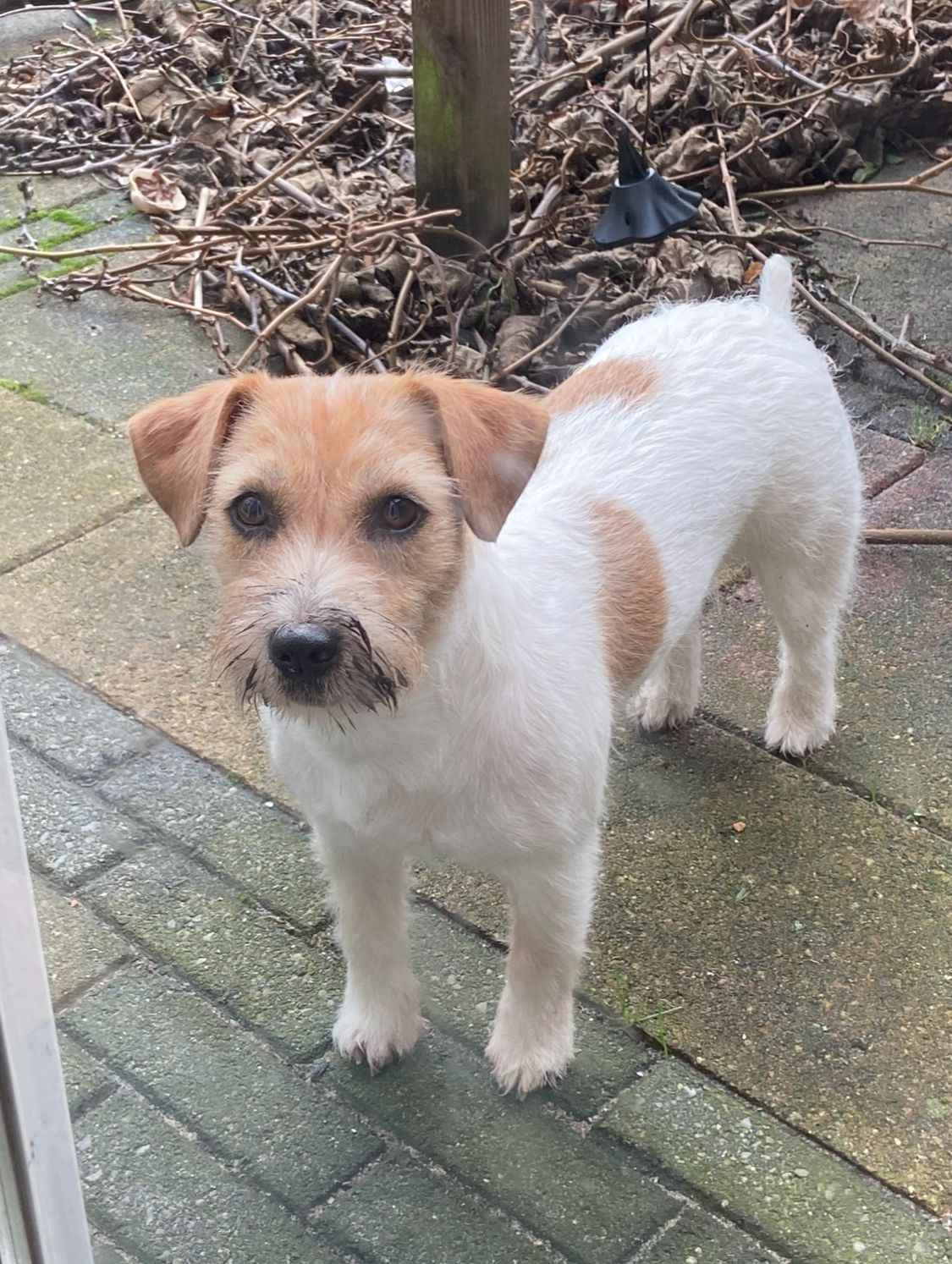 Jack Russell Terriër van Lumberlake kennel