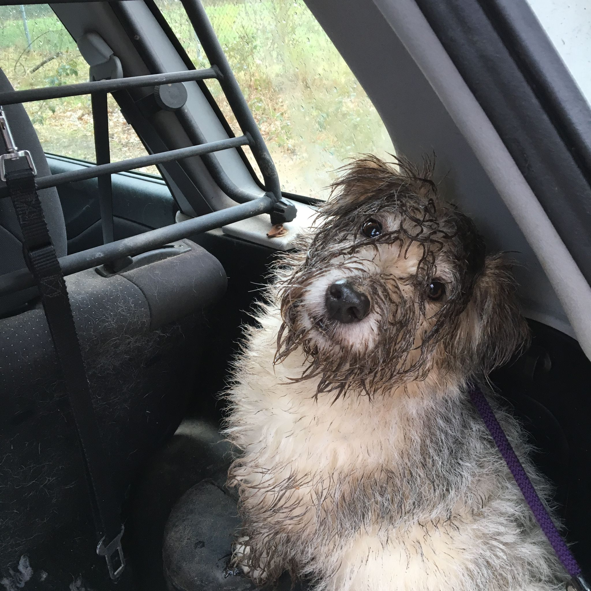 Jack Russell Terriër van Lumberlake kennel