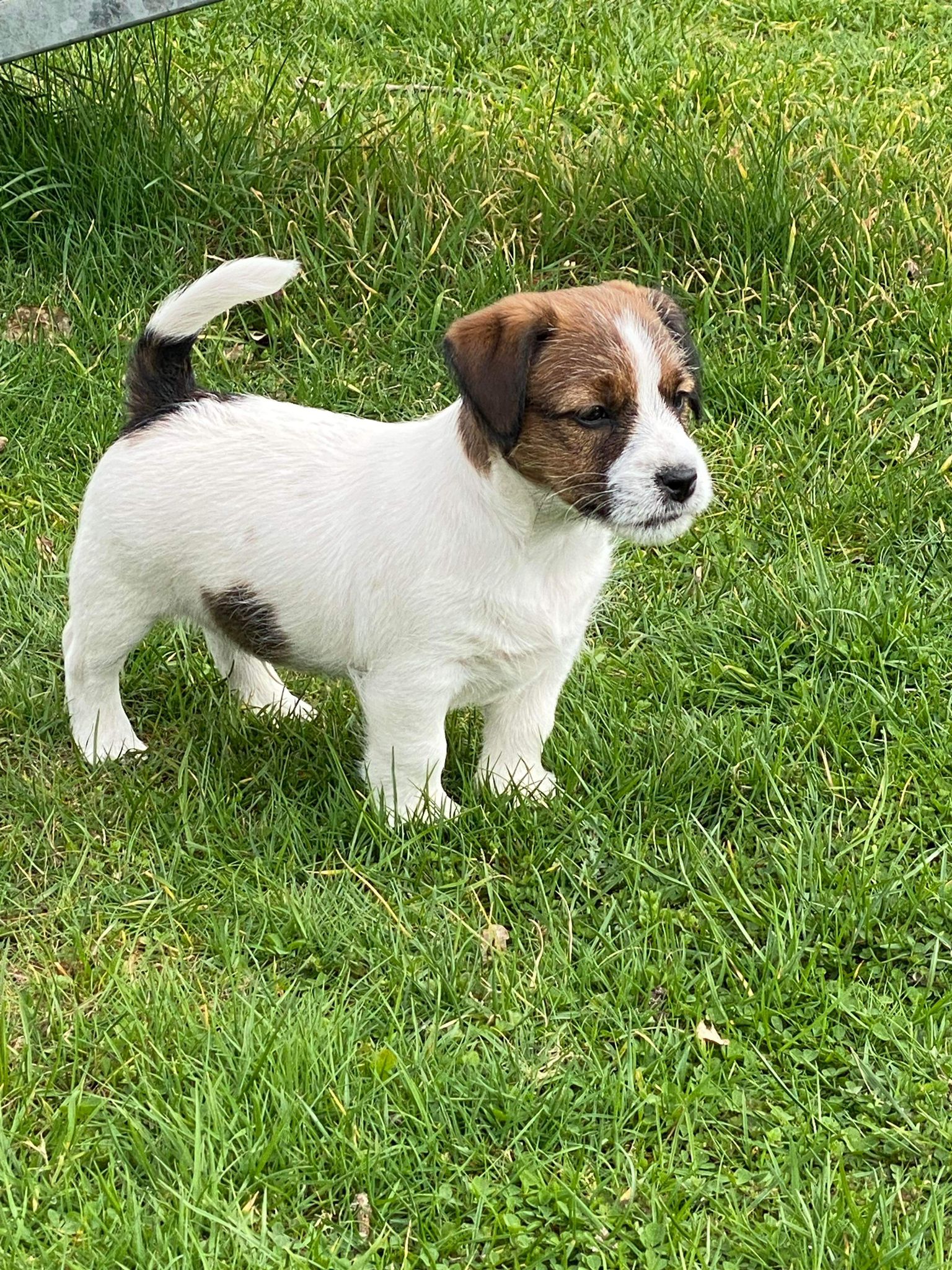 Jack Russell Terriër van Lumberlake kennel