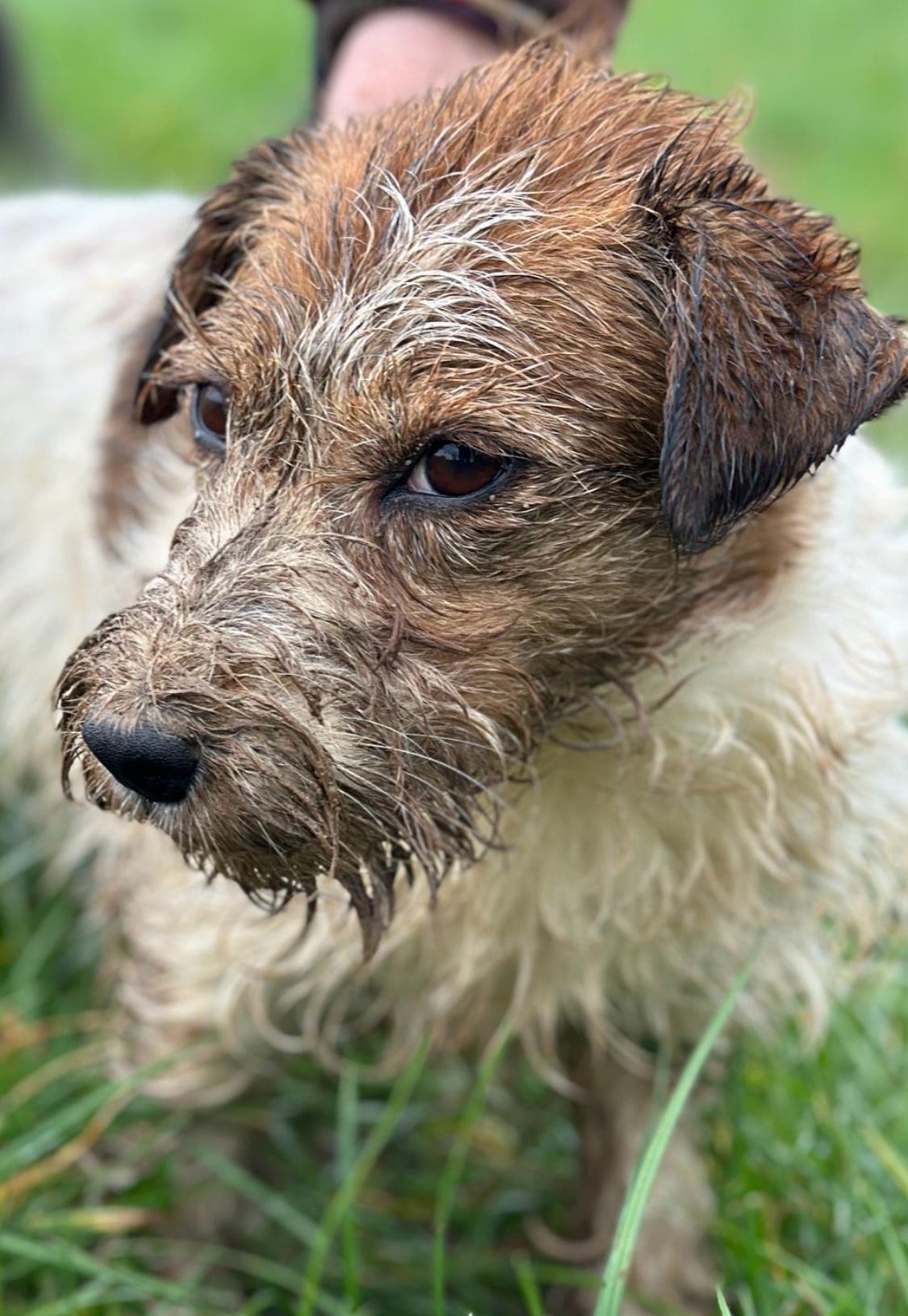 Jack Russell Terriër van Lumberlake kennel