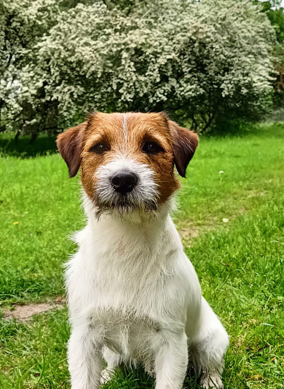 Jack Russell Terriër van Lumberlake kennel