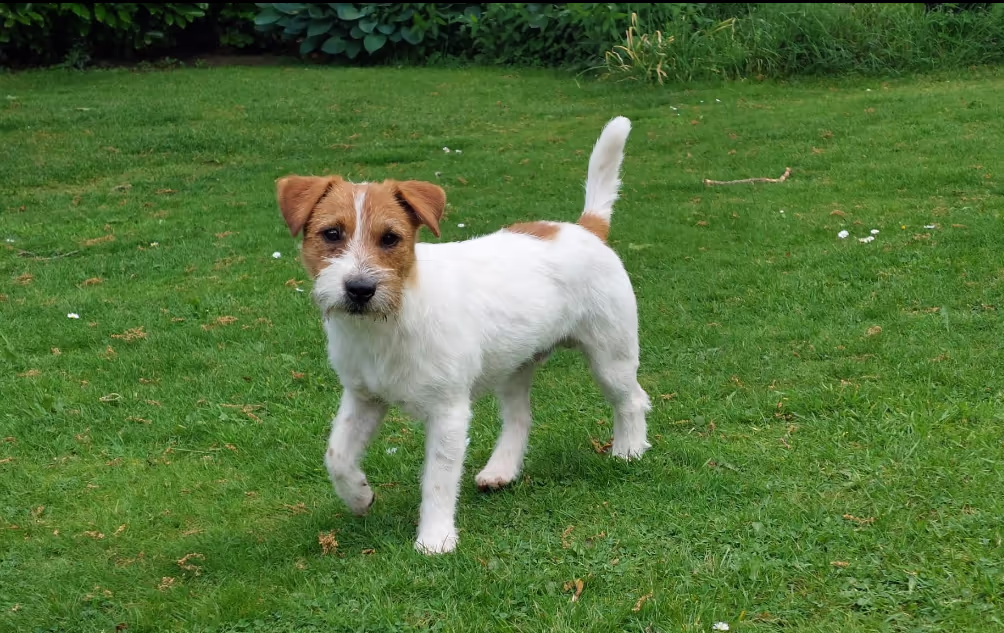 King - Jack Russell reutje van Lumberlake kennel
