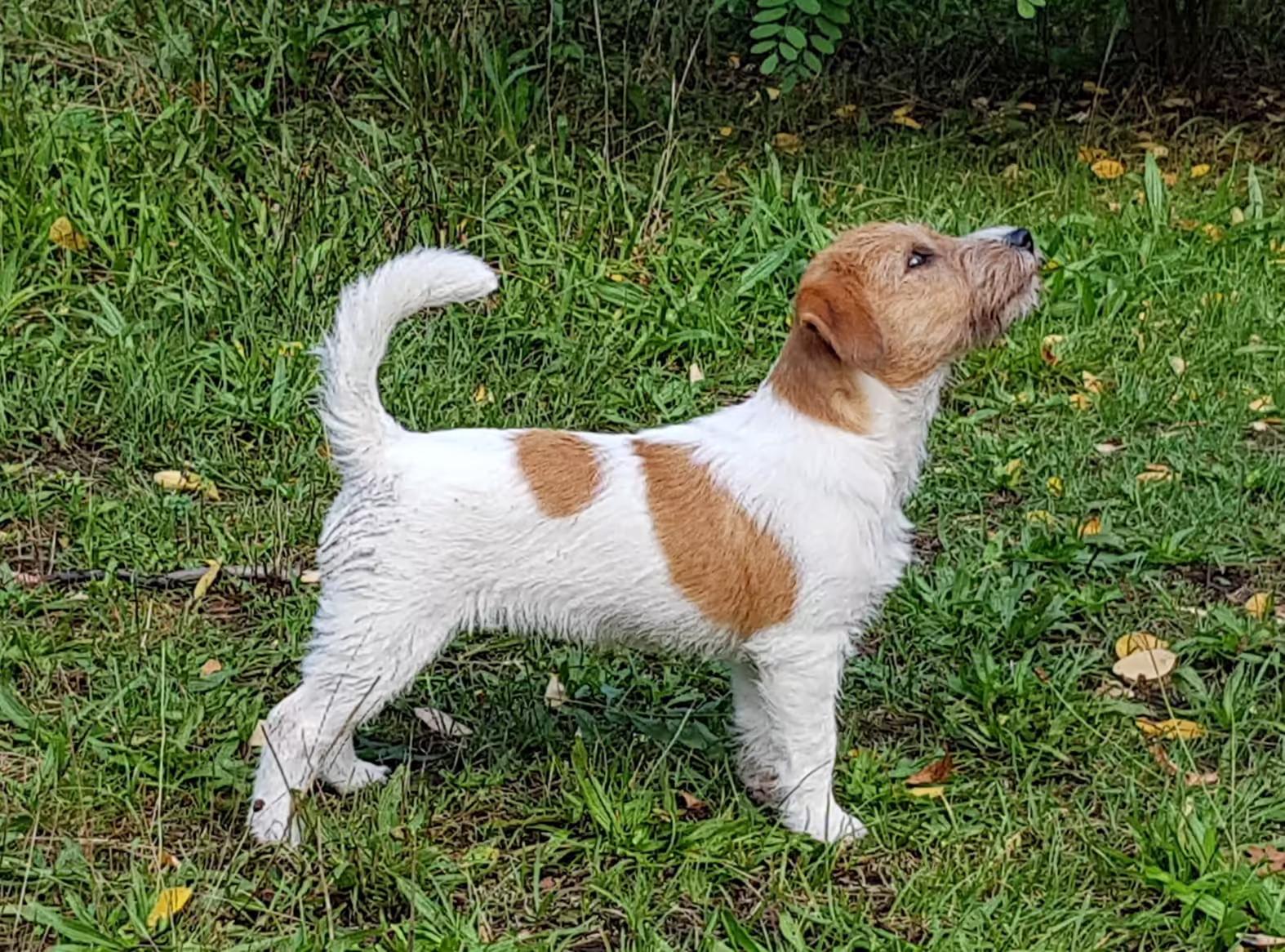 Mathilda - LumberLake The Road to Freedom Jack Russell teefje van Lumberlake kennel