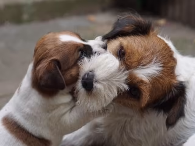 Jack Russells, teefje Emma leert pup de bijtgrens aan