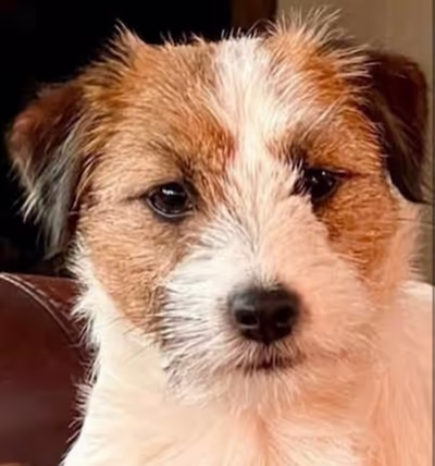 nest aankondiging, pup kopen jack russell terriër stamboom links