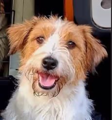 nest aankondiging, pup kopen jack russell terriër stamboom links