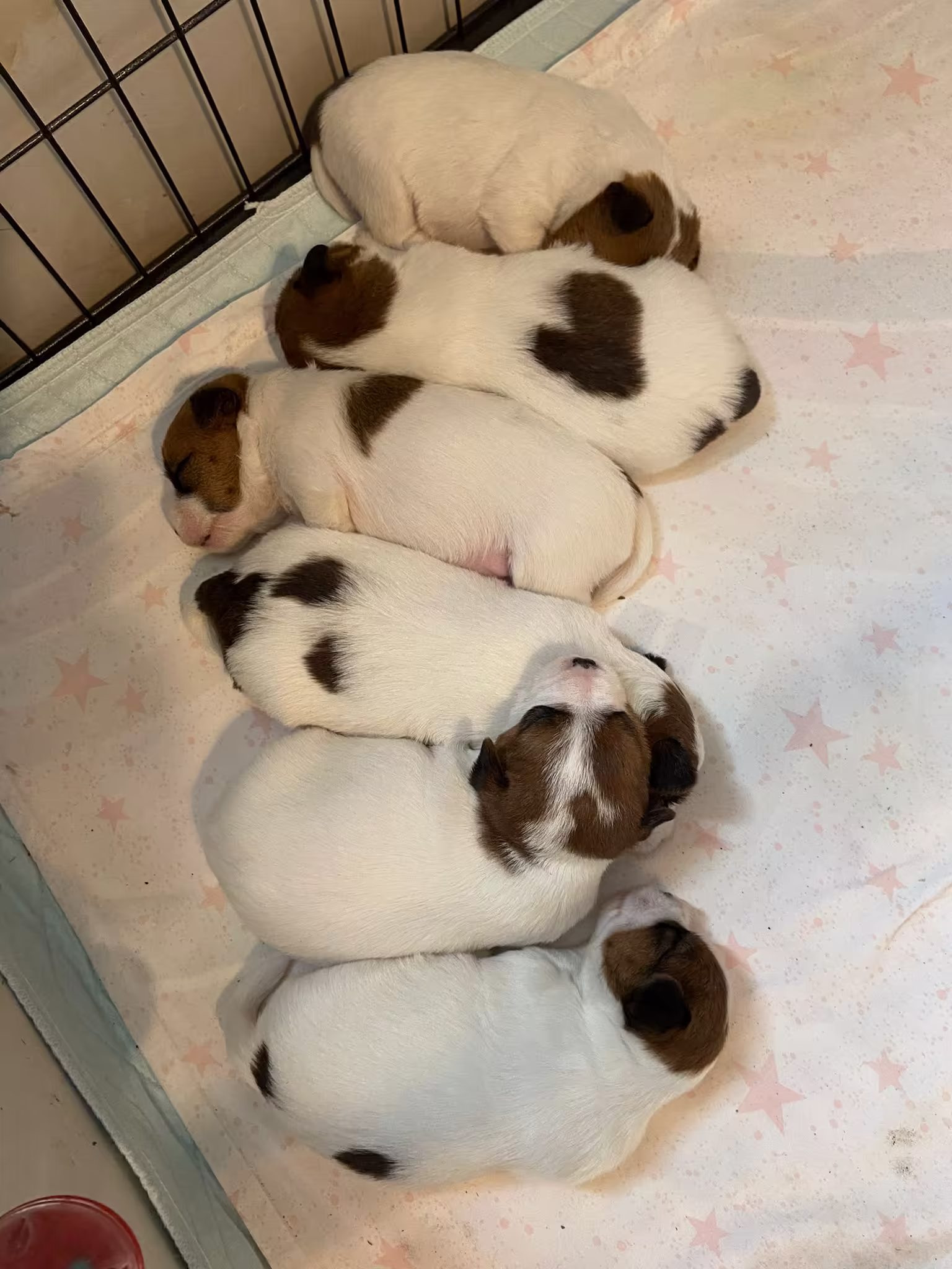 Jack Russell Terriër van Lumberlake kennel