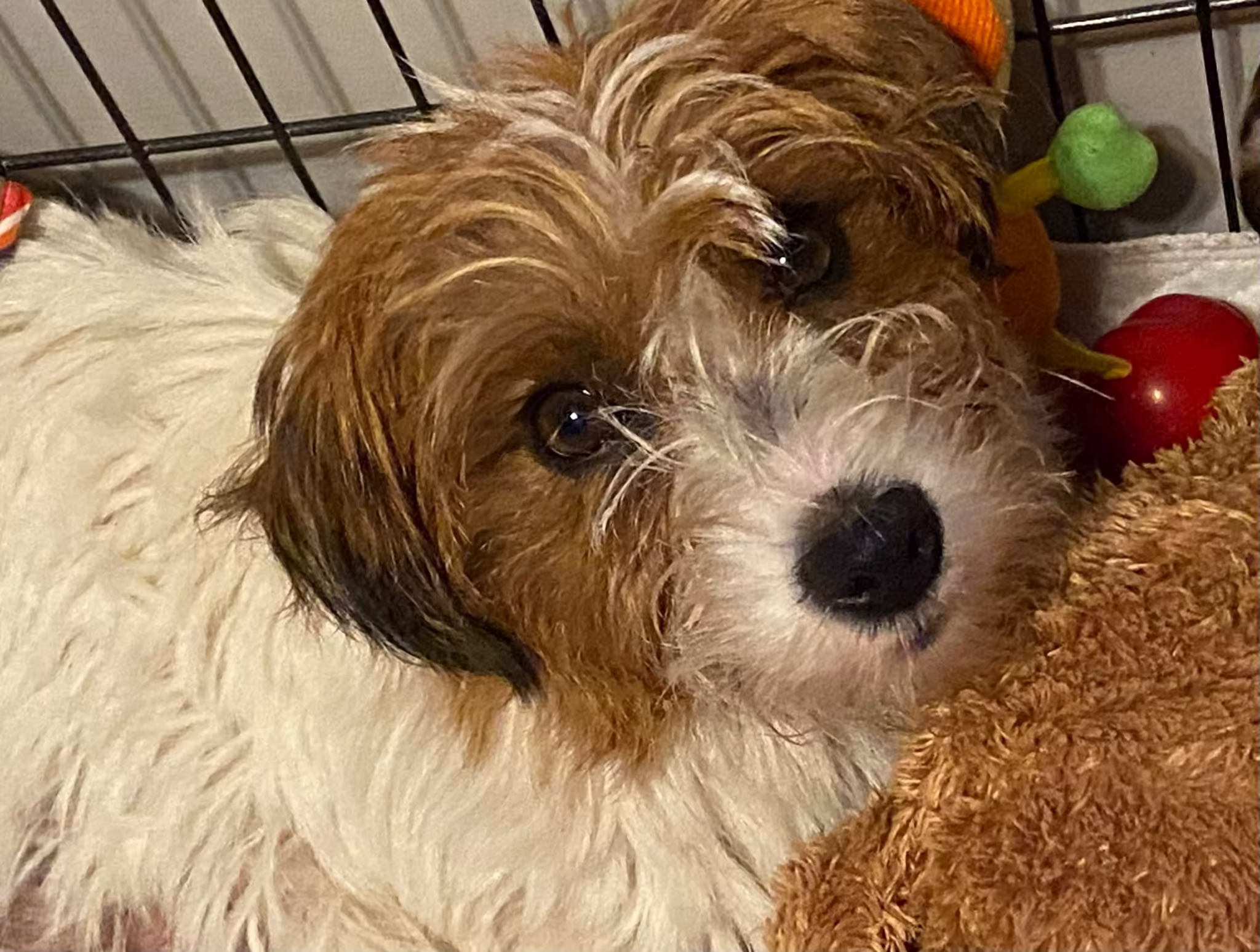 Jack Russell Terriër van Lumberlake kennel