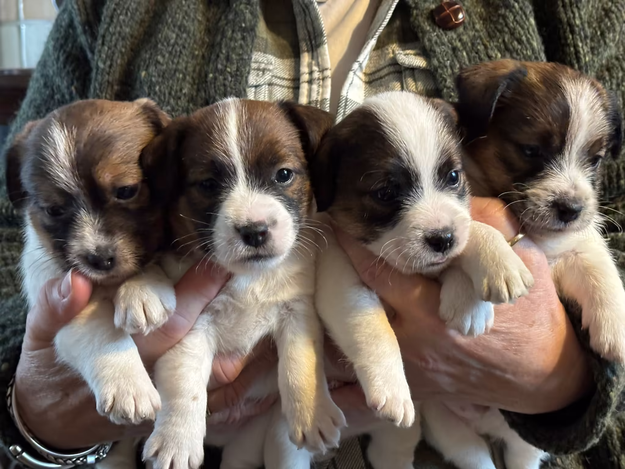 Jack Russell Terriër van Lumberlake kennel