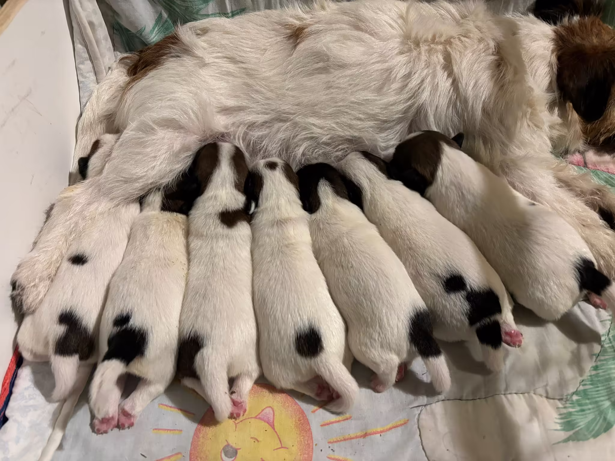 Jack Russell Terriër van Lumberlake kennel