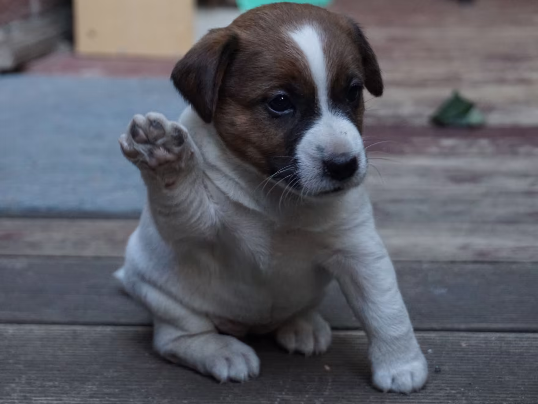 Jack Russell pupje van Lumberlake kennel zwaait met een pootje